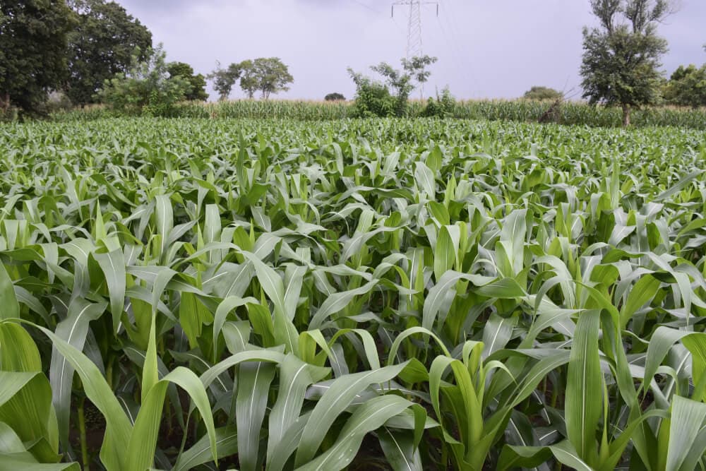 Crop Recommendation Model